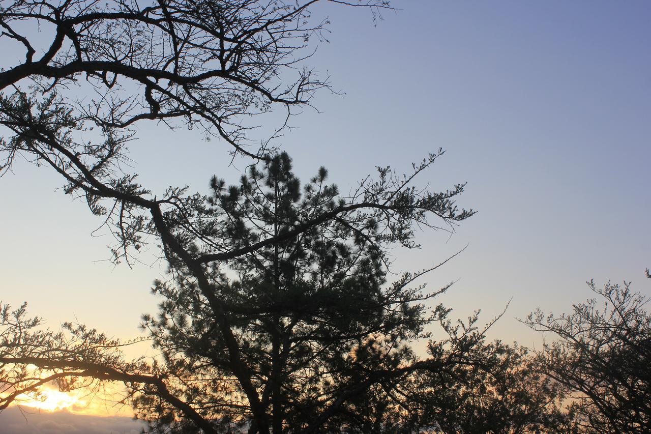 Acacia Bush Lodge ピーターマリッツバーグ エクステリア 写真